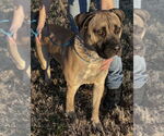 Small #2 Mastiff