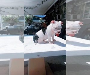 American Bully Puppy for sale in POMONA, CA, USA