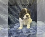 Puppy Snoopy Cockapoo
