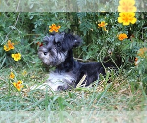 Schnauzer (Miniature) Puppy for sale in KINGSPORT, TN, USA