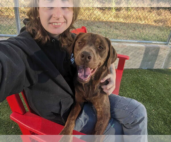 Medium Photo #5 Labrador Retriever-Unknown Mix Puppy For Sale in NEWPORT NH, NH, USA