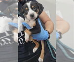 Small Mutt