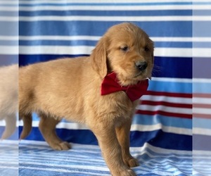 Golden Retriever Puppy for sale in LANCASTER, PA, USA