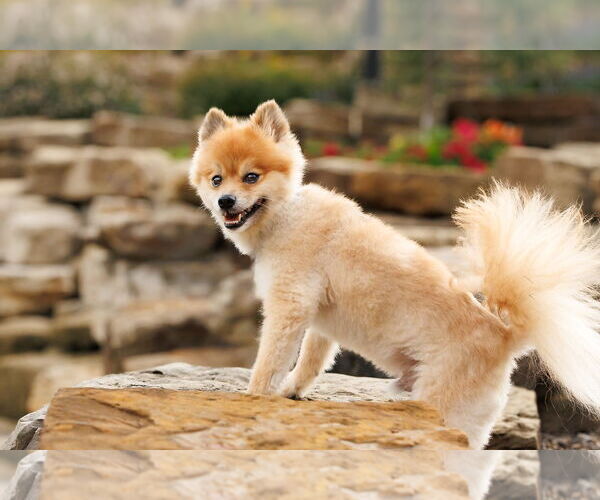 Medium Photo #3 Chiranian Puppy For Sale in McKinney, TX, USA