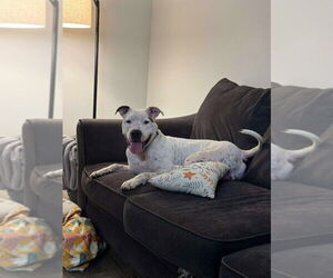 Medium American Pit Bull Terrier Mix