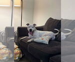 Small American Pit Bull Terrier Mix