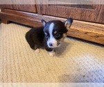 Small #1 Pembroke Welsh Corgi