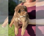 Small Photo #20 Australian Shepherd Puppy For Sale in VACAVILLE, CA, USA