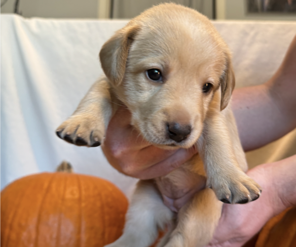 Medium Photo #1 Labrador Retriever Puppy For Sale in ARLINGTON, TX, USA