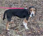 Small #10 Beagle