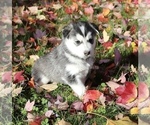 Small Photo #3 Siberian Husky Puppy For Sale in VANCOUVER, WA, USA