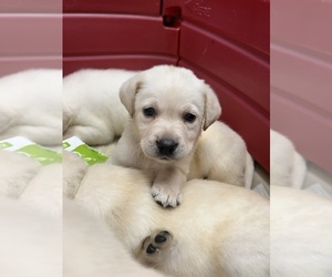 Labrador Retriever Puppy for sale in LOUISBURG, NC, USA