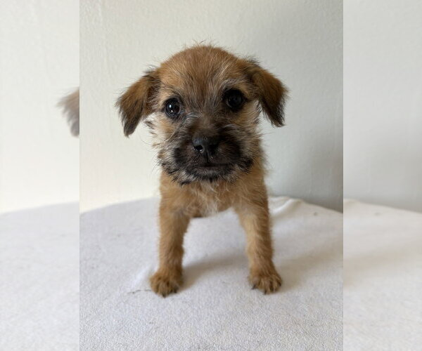 Medium Photo #4 Chihuahua-Unknown Mix Puppy For Sale in Studio City, CA, USA