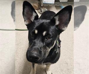 German Shepherd Dog-Unknown Mix Dogs for adoption in Bakersfield, CA, USA