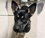 Small German Shepherd Dog Mix