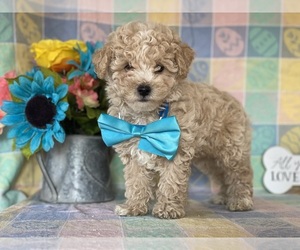 Poodle (Toy) Puppy for sale in LANCASTER, PA, USA