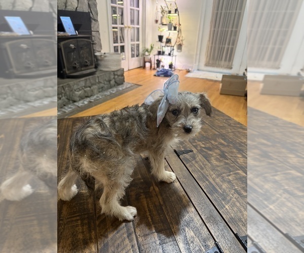 Medium Photo #4 Schnoodle (Miniature) Puppy For Sale in DINWIDDIE, VA, USA