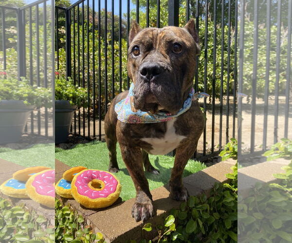 Medium Photo #7 American Staffordshire Terrier-Bulldog Mix Puppy For Sale in Redlands, CA, USA