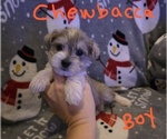 Small Photo #1 Chizer Puppy For Sale in MONTEZUMA, GA, USA
