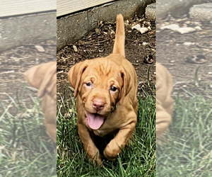 Vizsla Puppy for sale in CHATFIELD, MN, USA
