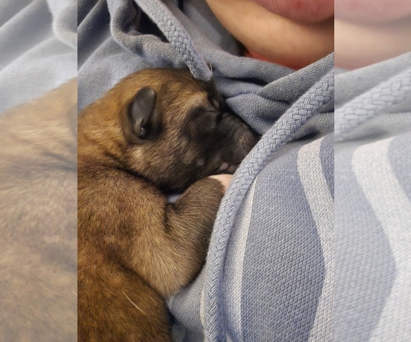 Medium Photo #15 Akita Puppy For Sale in HUTCHINSON, MN, USA