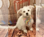 Small Photo #3 Maltipoo Puppy For Sale in ACWORTH, GA, USA