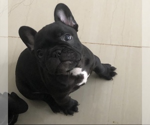 French Bulldog Puppy for sale in MIAMI, FL, USA