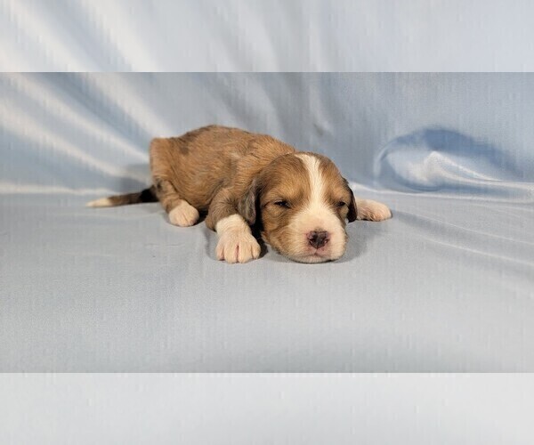 Medium Photo #7 Bernedoodle (Miniature) Puppy For Sale in BLACK FOREST, CO, USA