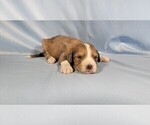 Small #6 Bernedoodle (Miniature)