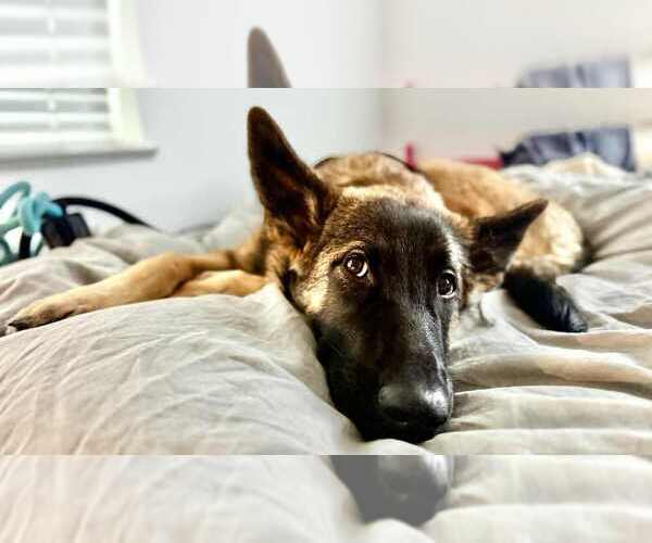 Medium Photo #3 Mutt Puppy For Sale in Imlay City, MI, USA