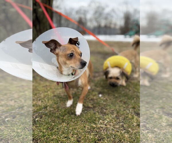 Medium Photo #9 Chihuahua-Unknown Mix Puppy For Sale in Oakhurst, NJ, USA