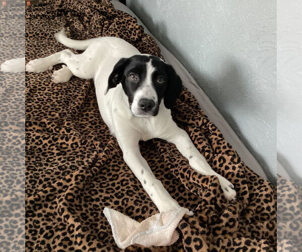 Medium Photo #3 Pointer-Unknown Mix Puppy For Sale in Fargo, ND, USA