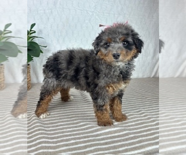 Medium Photo #6 Bernedoodle (Miniature) Puppy For Sale in GREENFIELD, IN, USA