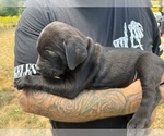 Small #11 Cane Corso-Rottweiler Mix