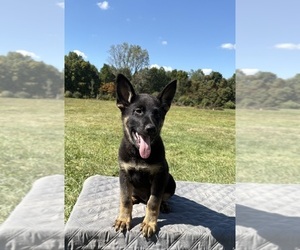 Medium German Shepherd Dog