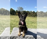 Puppy Blue Collar German Shepherd Dog
