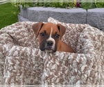 Small Photo #2 Boxer Puppy For Sale in BANNING, CA, USA