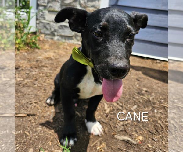 Medium Photo #3 Chihuahua-Unknown Mix Puppy For Sale in Maryville, TN, USA