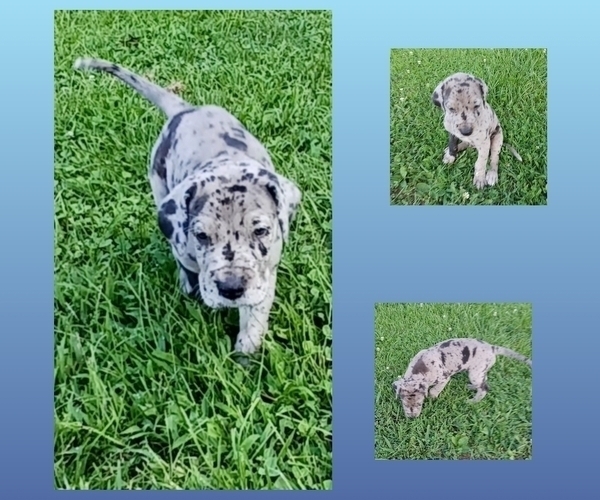 Medium Photo #1 Great Dane Puppy For Sale in CLAY CITY, IN, USA