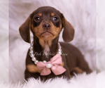 Puppy Lacie Dachshund