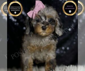 Medium Poodle (Miniature)