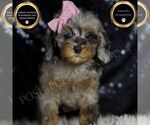 Puppy Janet Poodle (Miniature)