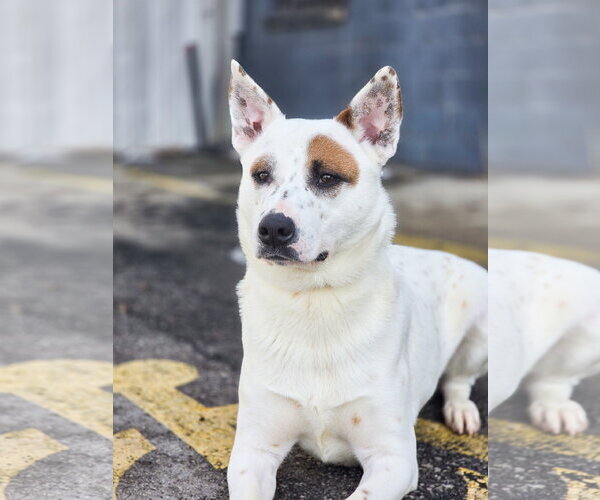 Medium Photo #4 Mutt Puppy For Sale in Sandy, UT, USA