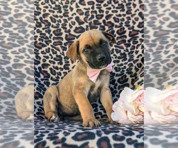 Medium Photo #5 Boerboel Puppy For Sale in OXFORD, PA, USA