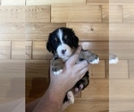 Puppy 7 Bernese Mountain Dog