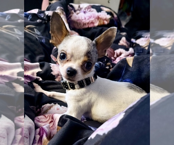 Medium Photo #1 Chihuahua Puppy For Sale in NEW PORT RICHEY, FL, USA