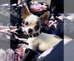 Chihuahua Puppy for sale in NEW PORT RICHEY, FL, USA