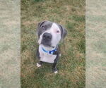 Small American Pit Bull Terrier Mix