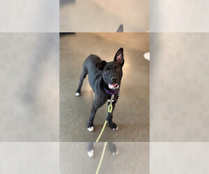 Mutt Dogs for adoption in Weaverville, NC, USA
