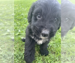 Bernedoodle Puppy for Sale in HUNTINGDON, Pennsylvania USA